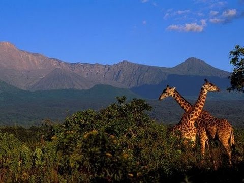 Giraffes in Arusha National Park, Tanzania, Africa