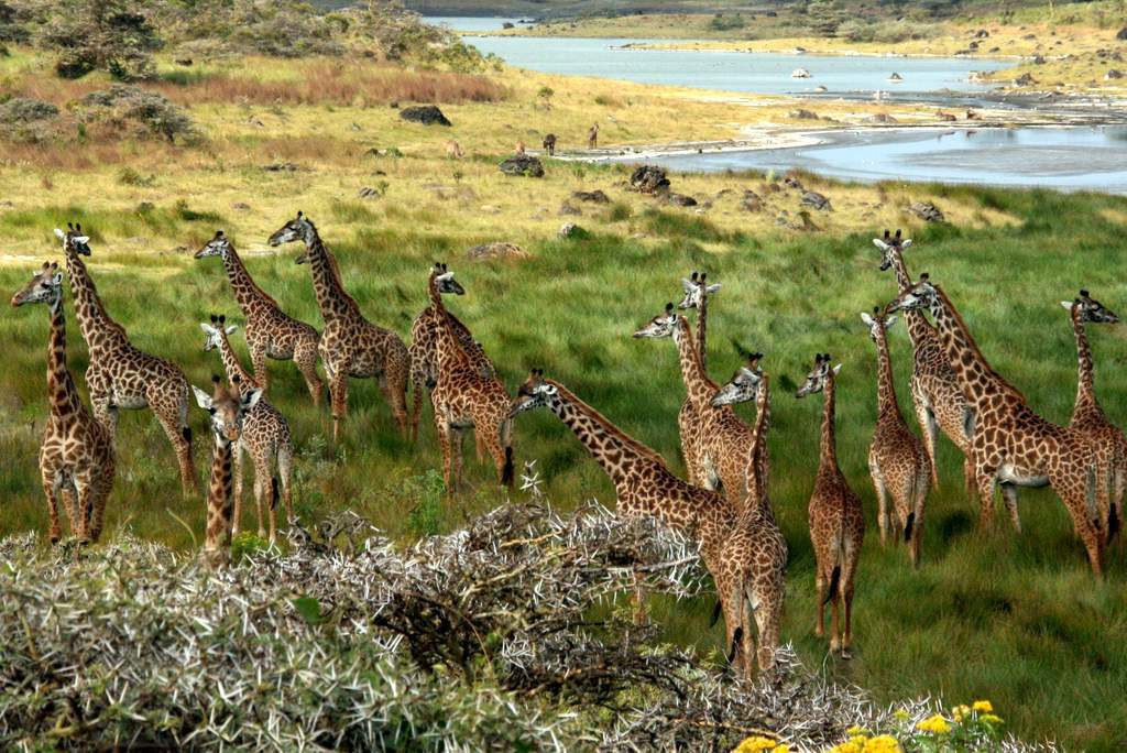 Giraffes in Arusha National Park, Tanzania, Africa