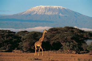 Giraffe in the savannah, in the background is Mount Kilimanjaro, Tanzania, Africa