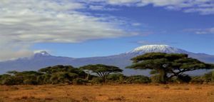 Trees in the savannah, in the background is Mount Kilimanjaro, Tanzania, Africa