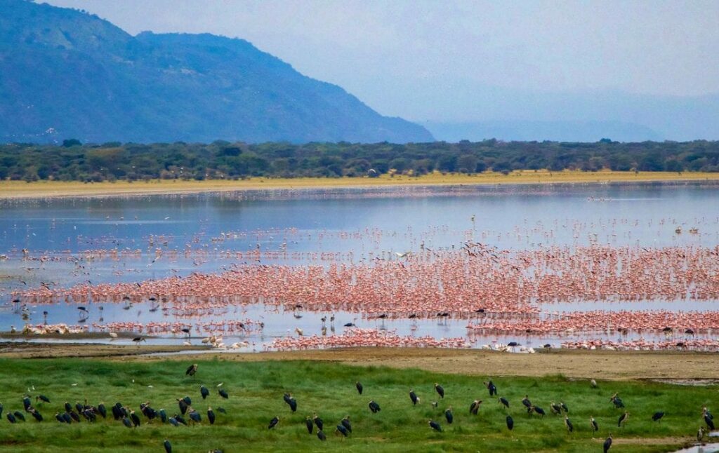 In Lake Manyara In Tanzania