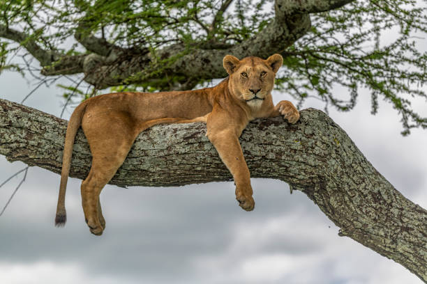 An alert lioness on a large branch in an acacia tree in Serengeti National Park, Tanzania. She is looking for prey, after the long rains. Panthera Leo.