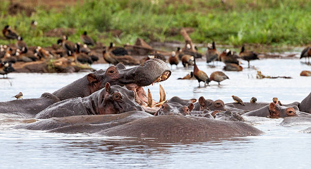 Hippos wallowing in water, Lake Manyara National Park, Tanzania. Canon EOS 5D Mark II, 300 mm.