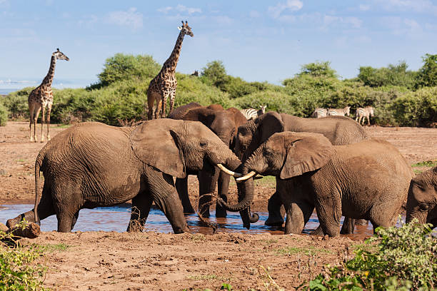 African elephants are playing in the water