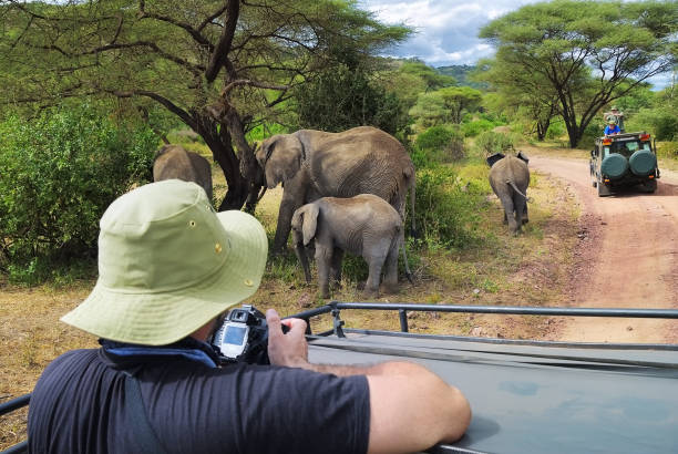 Manyara, Tanzania - January 21, 2008: Tourists on game drive taking pictures of elephants in  Lake Manyara National Park, Tanzania, Africa