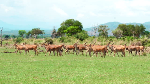 A herd of eland antelopes move along the green grass of the African savannah with trees and mountains in the background. Mikumi National Park, Tanzania.