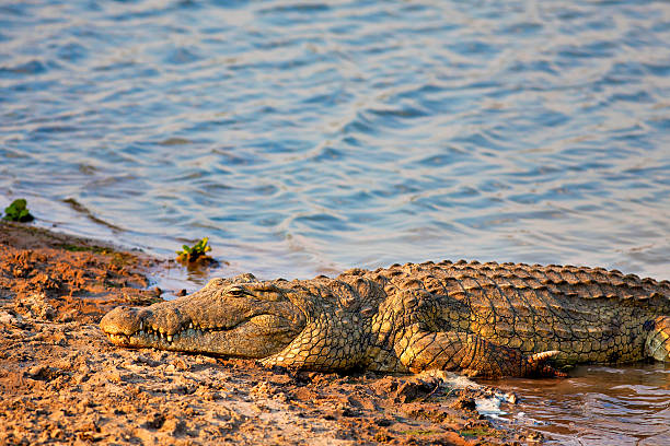 Nile Crocodile by the waterhole in the savannah, Mikumi