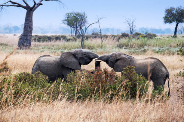 Beautiful landscape with some young  African  elephants testing their strenght while playing in the Mikumi National Park in Tanzania.