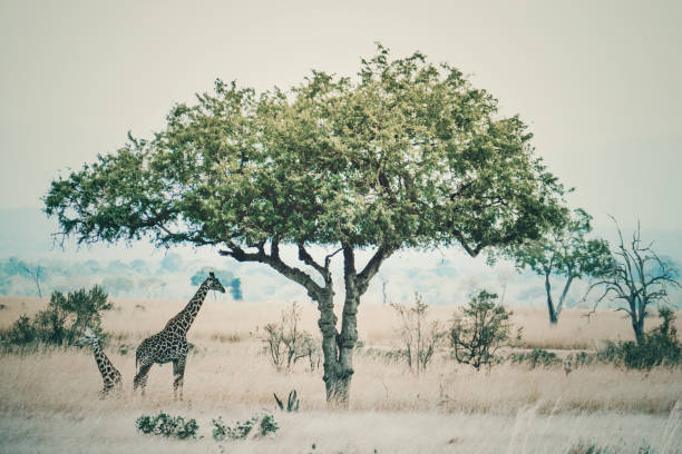 Two giraffes , one standing, one lying down, in the shade of the tree in the beautiful landscape of the Mikumi National Park,Tanzania.