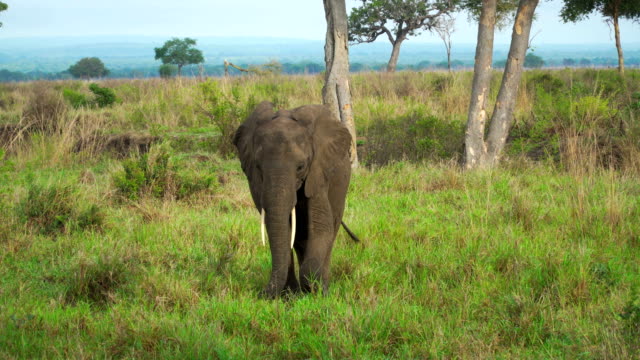 Baby elephant cub feeds on grass in the African savanna among trees at sunny day. Mikumi National Park, Tanzania, Africa. 4k video