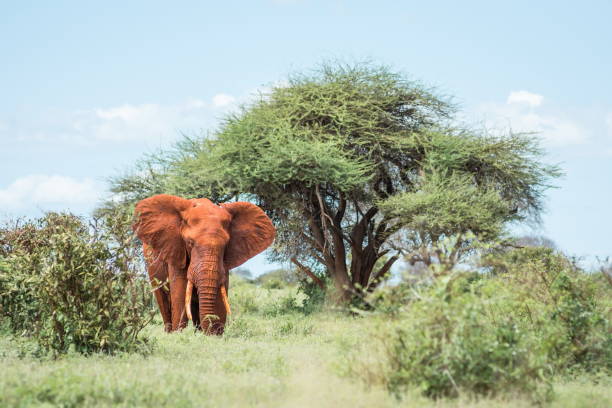 African wildlife in Tsavo East National Park, Kenya Black and white landscape photography