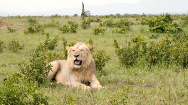 African lion resting on the grass among the bushes under the hot sun of savannah. Mikumi National Park savannah in Tanzania, Africa. 4k video.