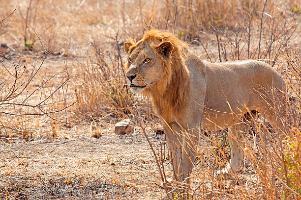 Wild lion in the African Savannah, Tanzania