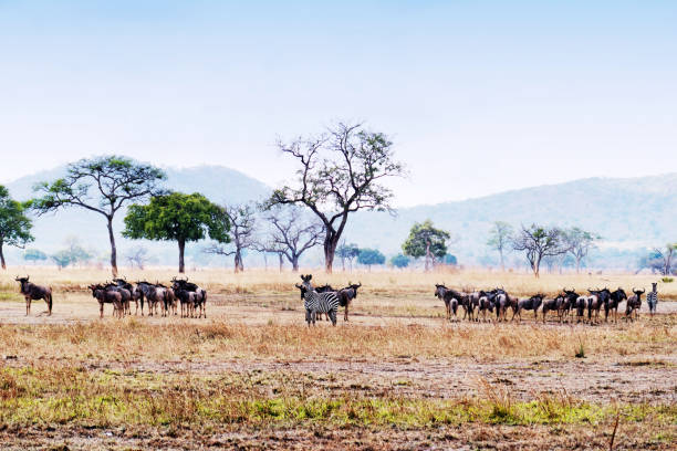 Herd of wildbeest and some zebra standing  in the savannah in the beautiful landscape of the Mikumi National Park in the dry season.