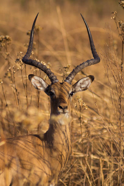 In the national park of Mikumi, tanzania, this impala watched us during the golden hour, just before another sunset. Through the high grass, this display is wonderful. a couple