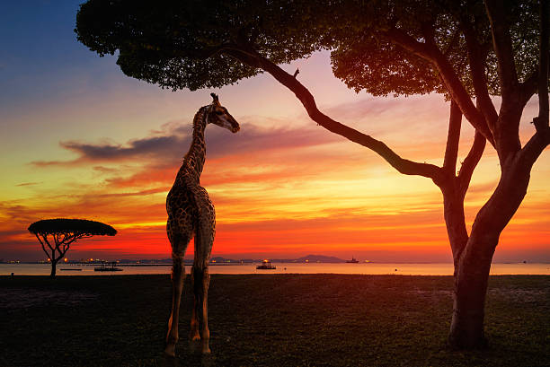 Giraffes in the savannah at sunset