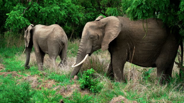 a pair of African elephants eating grass standing in the bushes of African savannah in Mikumi National Park, Tanzania. 4k video.