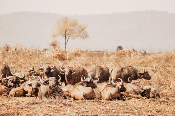 Large group of buffalos resting in the Mikumi National Park during the dry season.