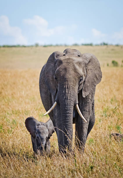 Elephants in the African savannah. Elephant standing in high grass in the Chobe National Park