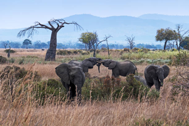 Beautiful landscape with a baobab tree and some young  African  elephants testing their strenght while playing in the Mikumi National Park in Tanzania.