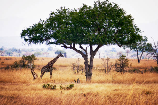 Pair of giraffes near the tree in the Mikumi National Park in Tanzania. One is lying down, the other is standing in the shade of the tree.