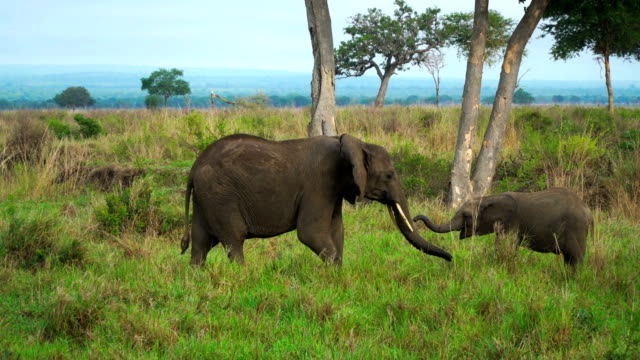 Female elephant comes to the baby cub standing on the green grass among the trees in the savannah of Tanzania. African safari. 4k video.