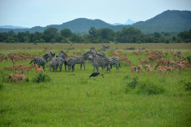 Savannah landscape with large herd of impalas, zebras and one marabou. Mikumi national park, Tanzania