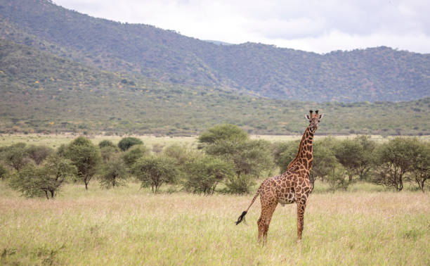 Masai giraffe in Mikomazi national park in Tanzania