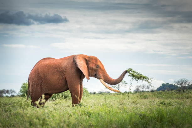 Stunning landscape from the safari excursion in Tsavo East and Massai Mara national park in Kenya, Africa with a Red African elephant isolated