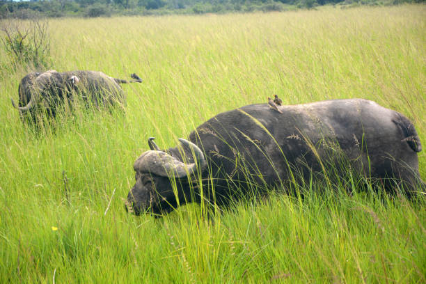 Two african buffalos grazing in tall grass. Mikumi national park, Tanzania