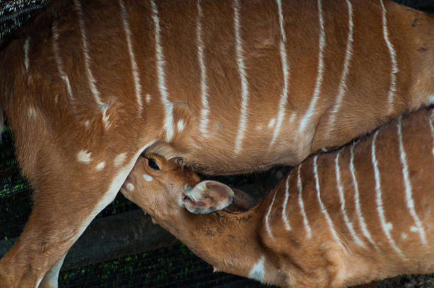 Animals are breastfeeding.