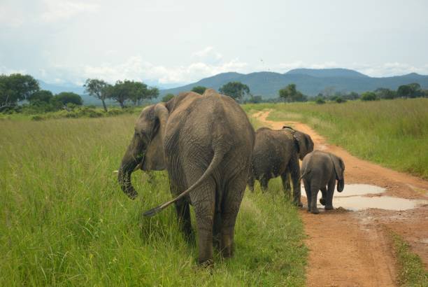 Group of african elephants (mom and two small babies) walking through savanna. Mikumi national park, Tanzania