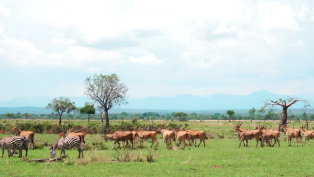 A herd of eland antelopes and zebras move along the green grass of the African savannah with trees and mountains in the background. Mikumi National Park, Tanzania.