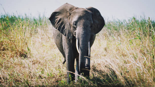 Front view of an elephant  standing in the high grasses area in the  Mikumi National Park.