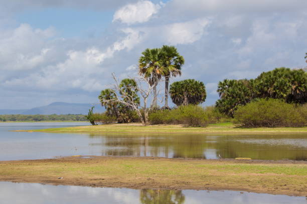 Beautiful amazing summer landscape. Lake in national park Selous. Safari in Tanzania forest.  Wild flora portrait. African impression nature.