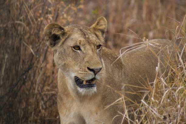 In the national park of Mikumi, Tanzania, this lioness is hunting for impala meat. Her fur matches with the high grass in which she walks.