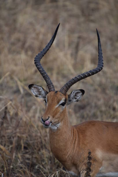 A male impala licking his lips in the dry grass