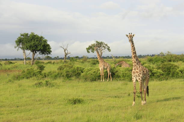 Giraffes in Mikumi, Tanzania, Africa