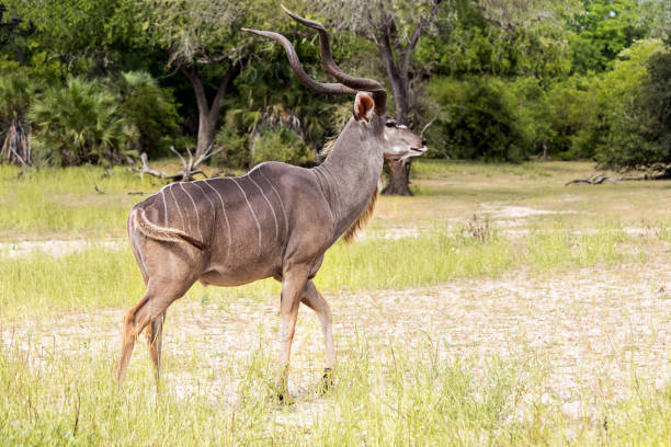 The Greater Kudu or Great Kudu, Tragelaphus strepsiceros, is a species of artiodactyl mammal of the subfamily Bovinae. It is an African antelope of great size and remarkable horn.