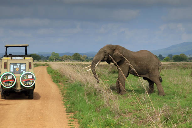 Tanzania - Morogoro province - The african bush elephant (loxodonta africana) stands in a threatening pose against a jeep safari car on a savannah dirt road in Mikumi national park with blurred backgorund