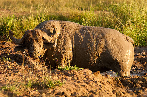 A Cape Buffalo in the mudd in Mikumi National Park Tanzania