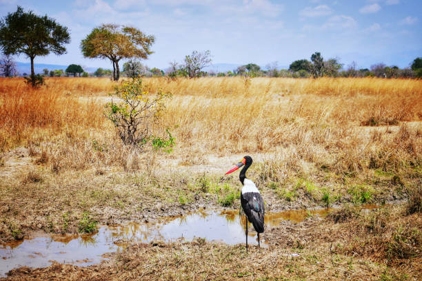 Close-up of a saddle billed stork near a puddle in the Mikumi National Park.