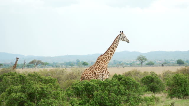 The graceful giraffe slowly moves behind the trees in the African savanna. Mikumi National Park, Tanzania.