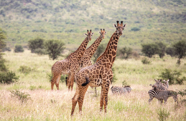 Masai giraffe in Mikomazi national park in Tanzania