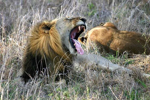 Lion in Mikumi, Tanzania, Africa