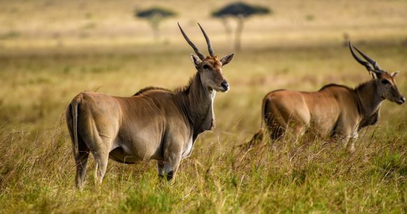 Impalas in Mikomazi national park in Tanzania