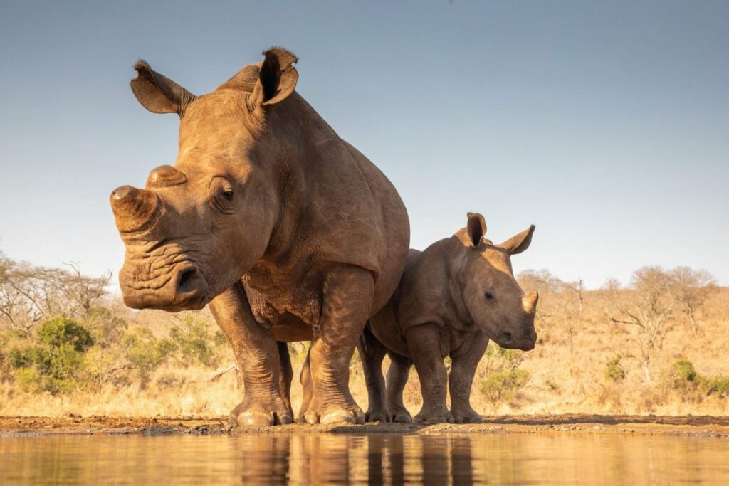 Rhinos in Mkomazi National Park, Tanzania, Africa.