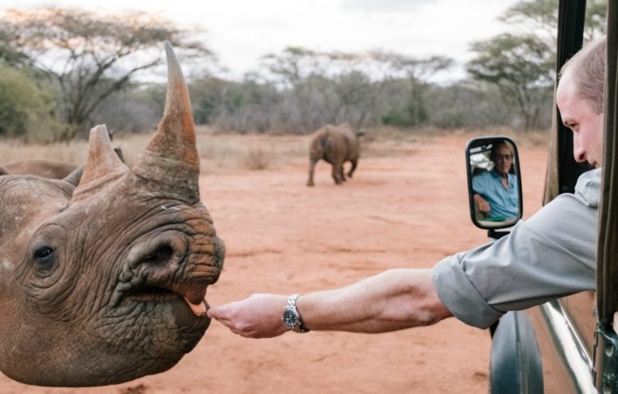 Rhinos in Mkomazi National Park, Tanzania, Africa.