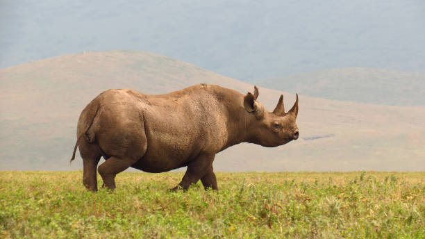 Rhino black savanna wildlife safari animals Ngorongoro Tanzania Africa horn