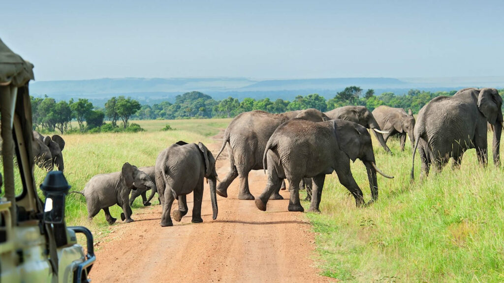 Elephants in Nyerere National Park, Tanzania, Africa